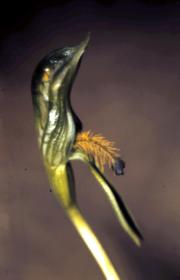 Pteristylis barbata